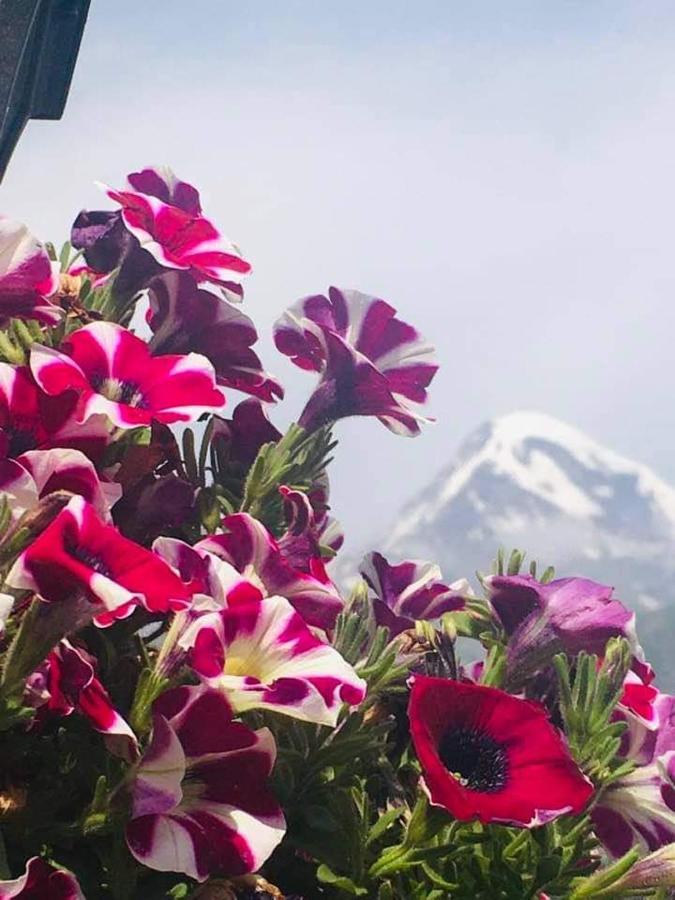 Guest House Elguja Qushashvili Kazbegi Ngoại thất bức ảnh